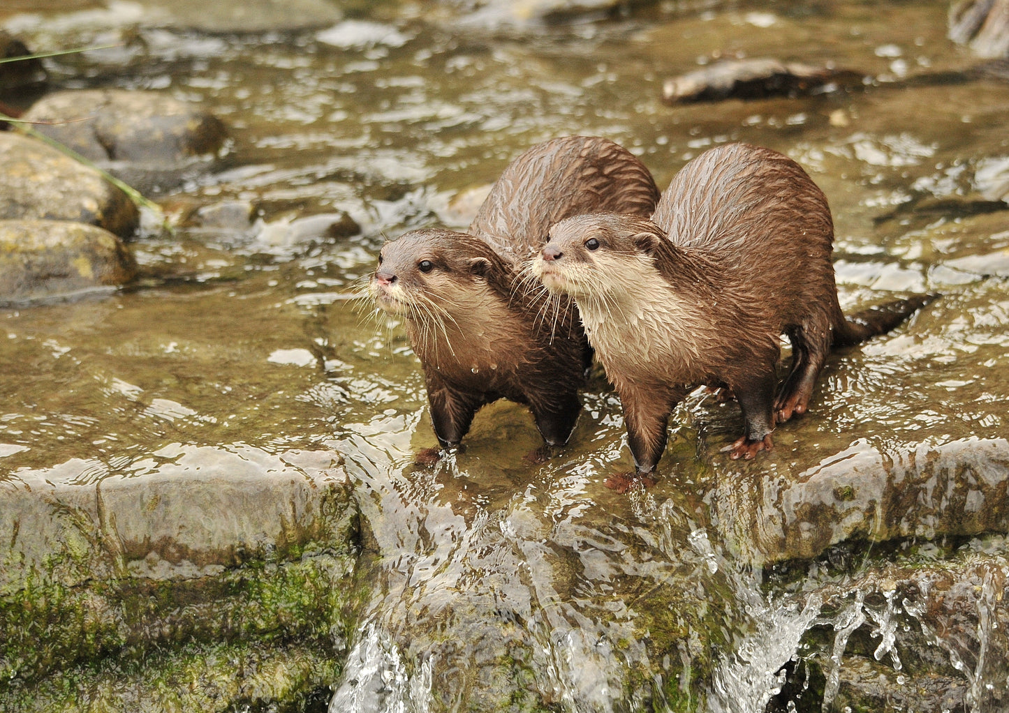 London: Sober Girl Walk and Otters | 16th November