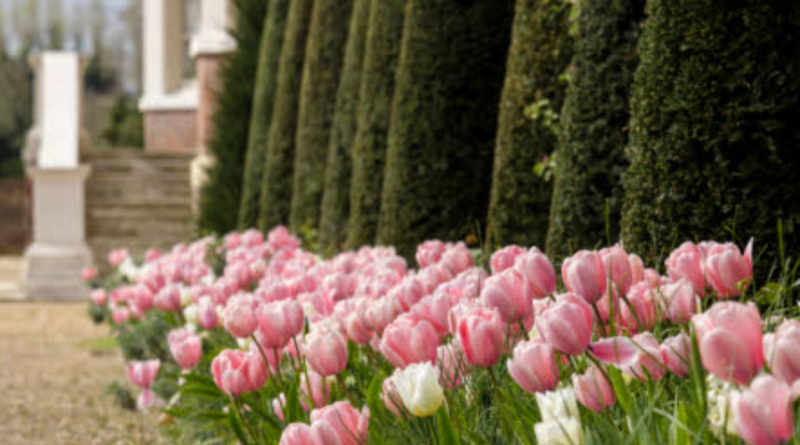 London: Paper blossom making with The National Trust | 22nd March
